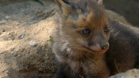 Red fox cub exploring neighborhood, wildlife - vulpes vulpes - UHD/4K stock video
