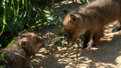 2 Red fox cubs have a short fight, wildlife - vulpes vulpes - UHD/4K stock video
