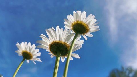 Daisies against the blue sky, up view