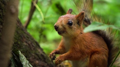 Cute red squirrel eating nuts, then looking into camera slow motion.