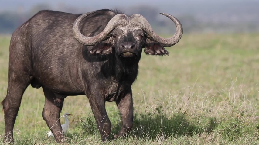 Cape Buffalo or Water Buffalo Stock Footage (100% Royalty-free) Shutterstock