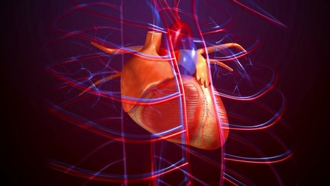 4K 3D render footage of heart beat