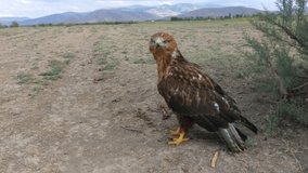 A red hawk in the wild. close-up footage
