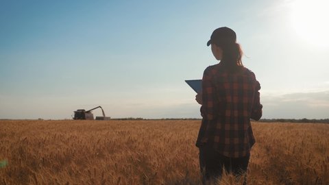 Pretty young woman with tablet computer working in wheat field at sunset. The girl uses a tablet, plans to harvest. Tapping the tablet screen. The concept of technology in agriculture.