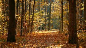 Pathway in the bright autumn forest - Powered by Shutterstock - Get 15% off with code: PIKWIZARD15