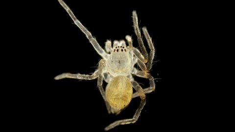 spider under a microscope, Arachnida class, Arthropoda squad, Spiders are predators, feed primarily on insects or other small animals, the size of this spider is about 3 mm