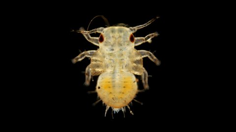 the larva is under a microscope, the stage of a nymph is a grass flea of the Psyllidae family, a pest of horticultural crops: pears, apples and other trees. Visible rudiments of wings