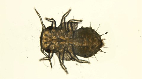 the larva is under a microscope, the stage of a nymph is a grass flea of the Psyllidae family, a pest of horticultural crops: pears, apples and other trees. Visible rudiments of wings