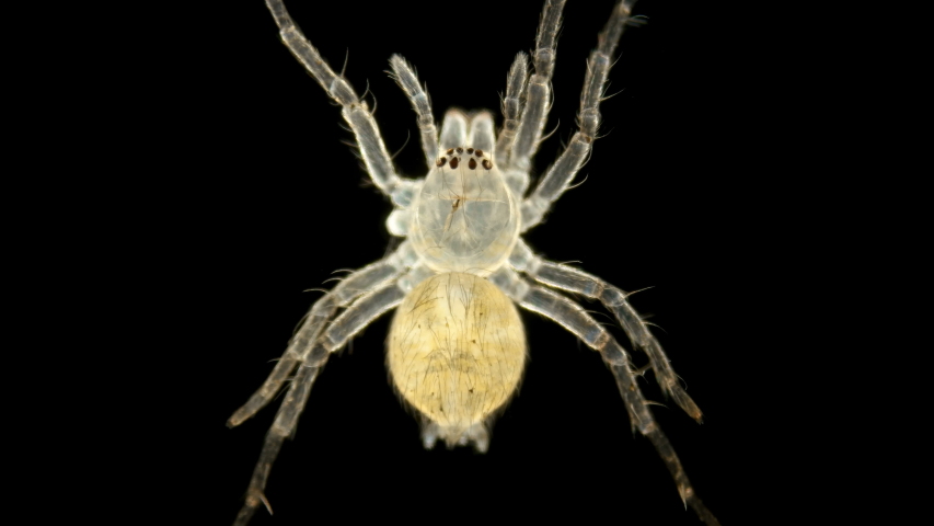 spider under a microscope, Arachnida class, Arthropoda squad, Spiders are predators, feed primarily on insects or other small animals, the size of this spider is about 3 mm