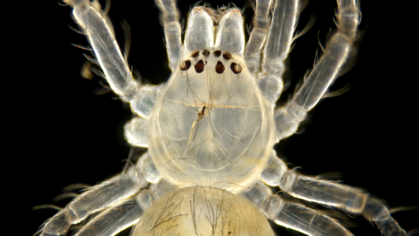 spider under a microscope, Arachnida class, Arthropoda squad, Spiders are predators, feed primarily on insects or other small animals, the size of this spider is about 3 mm