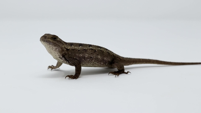 Eastern Fence Lizard (Sceloporus undulatus) white background