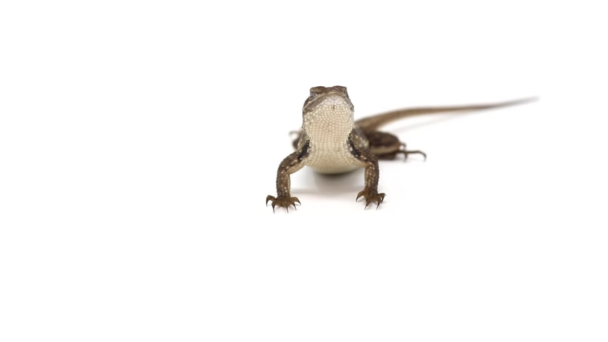 Eastern Fence Lizard (Sceloporus undulatus) white background