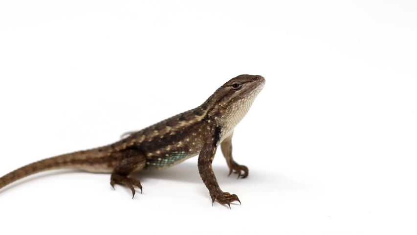 Eastern Fence Lizard - Sceloporus undulatus image - Free stock photo ...