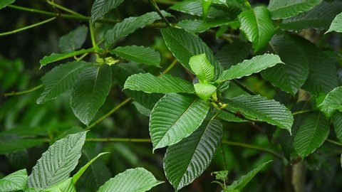 Kratom (Mitragyna speciosa) Mitragynine. Drugs and Narcotics.Kratom is Thai herbal which encourage health.