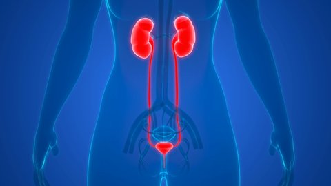 Female Urinary System Kidneys with Bladder Anatomy. 3D