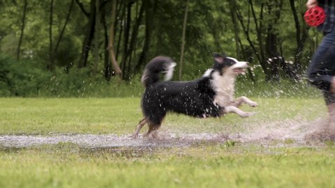 Australian Shepherd Dog with owner playing on green grass at park. Happy barefoot Man and wet Aussie run on watery meadow after rain, water sprinkles. Dog and people have fun in puddle at outdoors.