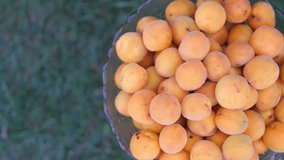 Closeup of ripe juicy apricots on a natural green background. Tasty and healthy fruits. Rotation 360. 4K video