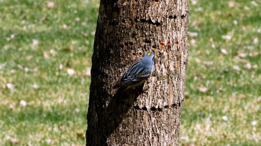 Yellow-rumped Warbler, Dendroica coronata, on bark of tree trunk. Also known as Myrtle Warbler and Audubon