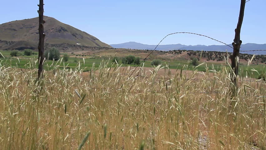 GOSHEN, UTAH - JUNE 2014: Dry grass blows in a strong wind with an old fence, hills, fields and sky in the back ground.