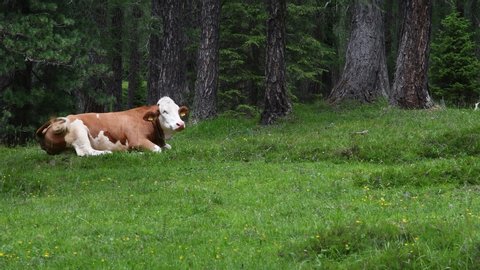 Grazing cows in the larch woods forests near Cortina d'Ampezzo. Veneto, Italy