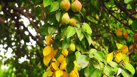 ripe pears on a tree branch harvest season