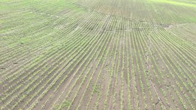 Rows in the field of corn (Zea Mays) with landslide 4K aerial video