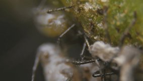 Black bean aphid (Aphis fabae) is a member of the order Hemiptera.  Aphid under a microscope, are dangerous pests. Extreme sharp and detailed video of black aphids on leaf