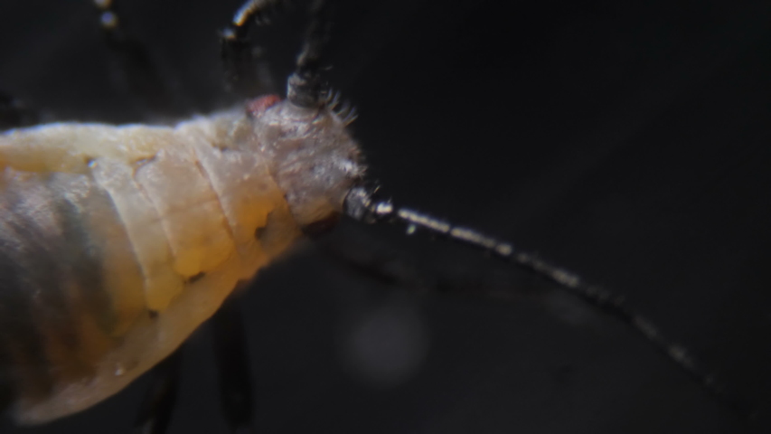 Black bean aphid (Aphis fabae) is a member of the order Hemiptera.  Aphid under a microscope, are dangerous pests. Extreme sharp and detailed video of black aphids on leaf