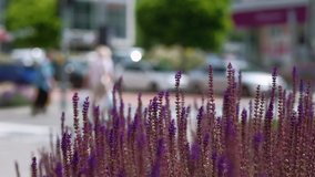 Lavender flowers close up, with defocused people and traffic in the background. 4K resolution. Shallow depth of field. Zlin, 2019