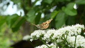 Butterfly on a flower. Beautiful painted lady (Vanessa cardui) pollinating at bright valerian flowers. In slow motion. HD.