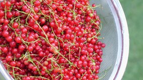 ripe juicy red currant berries in a bowl poured water. Tasty and healthy fruits. 4K UHD video