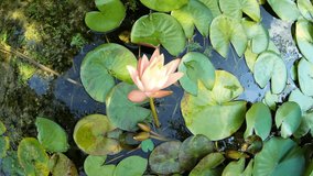 Beautiful Lilly (Nymphaeaceae, water lilies, lily, Nymphaea alba) blooming in pond. Beauty blossom pink lotus flower with green leaf background 