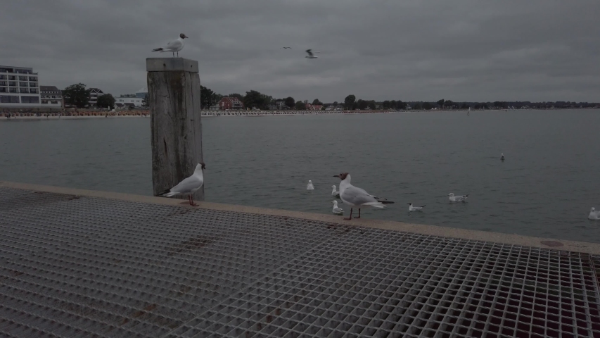 SEAGULLS FLYING ON THE BEACH AT BRIDGE UNGRADED