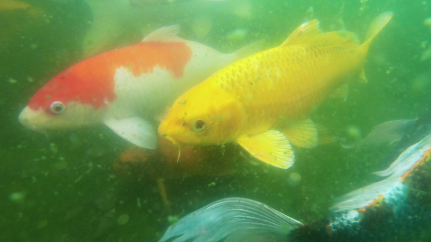 aquascape 81054 underwater koi camera