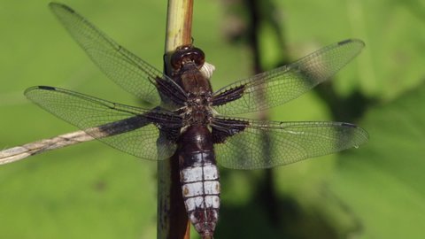 dragonfly close up outdoor nature