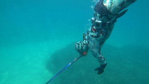 Spear fisherman with speargun Underwater footage of man catching fish on a spear gun while free diving in Mediterranean sea