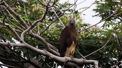 Gey headed fish eagle on tree branch