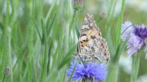 Butterfly  painted lady or thistle butterfly on blue  cornflower