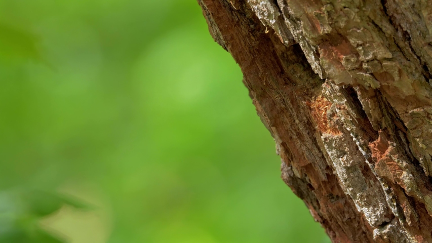 Middle spotted woodpecker (Leiopicus medius) feeding chicks