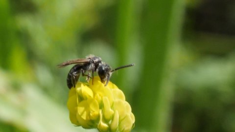 Macro shot of a bee collecting nectar from a yellow clover in slow motion.