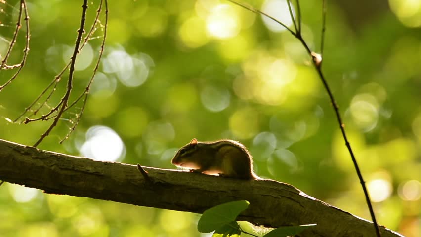 Siberian Chipmunk on a tree branch.