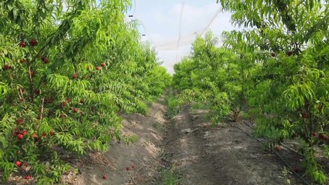 Sweet and Ripe nectarines or peaches on the tree. Nectarines on the branch in farm. Agricultural garden concept background footage
