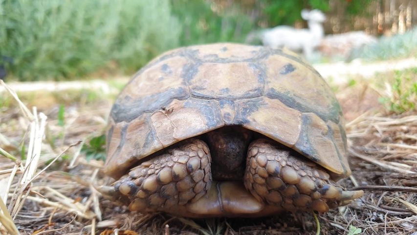 turtle head poking out close shot Stock Footage Video (100% Royalty ...