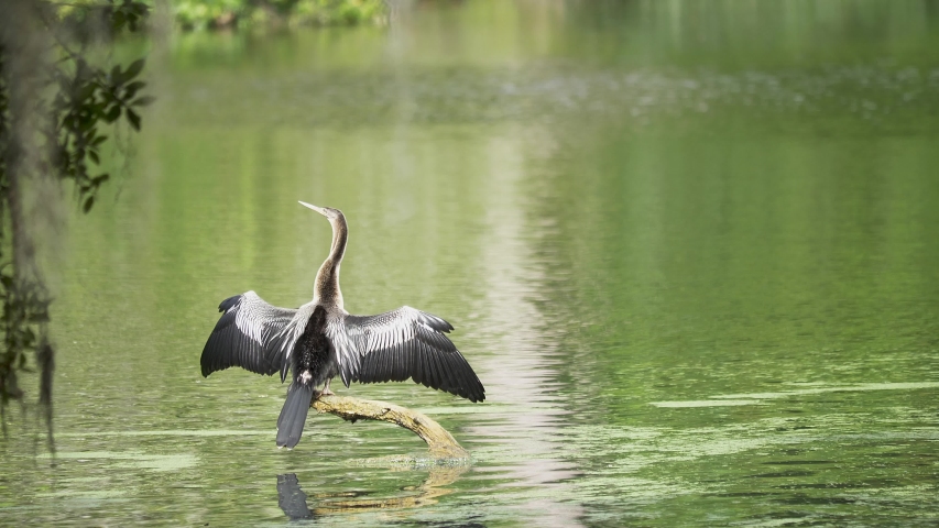 In a swamp, an Anhinga spreads it