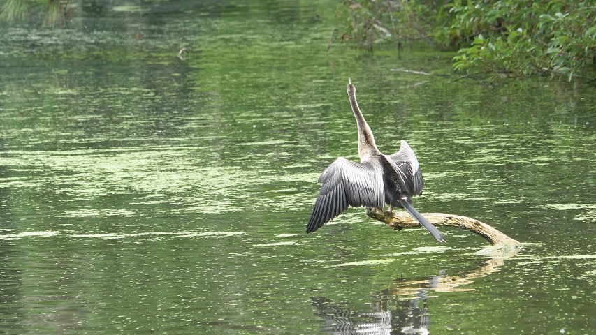 Anhinga spreads it
