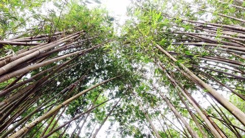 thin bamboo forest at daytime