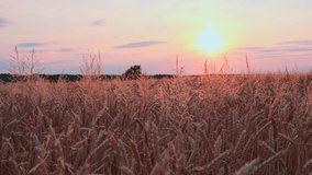 Golden wheat field at sunset video background