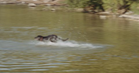 Domestic dog splashing the water while running to get the a wooden stick. Hallstatt lake in Austria.