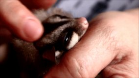 Handheld close up video shot of an adult sugar glider or sugar bear falling asleep as a person pets it on his hand