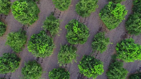 Aerial drone top view of plantation green orange citrus trees and field. Flying above Agricultural farm gardening landscape background footage. 